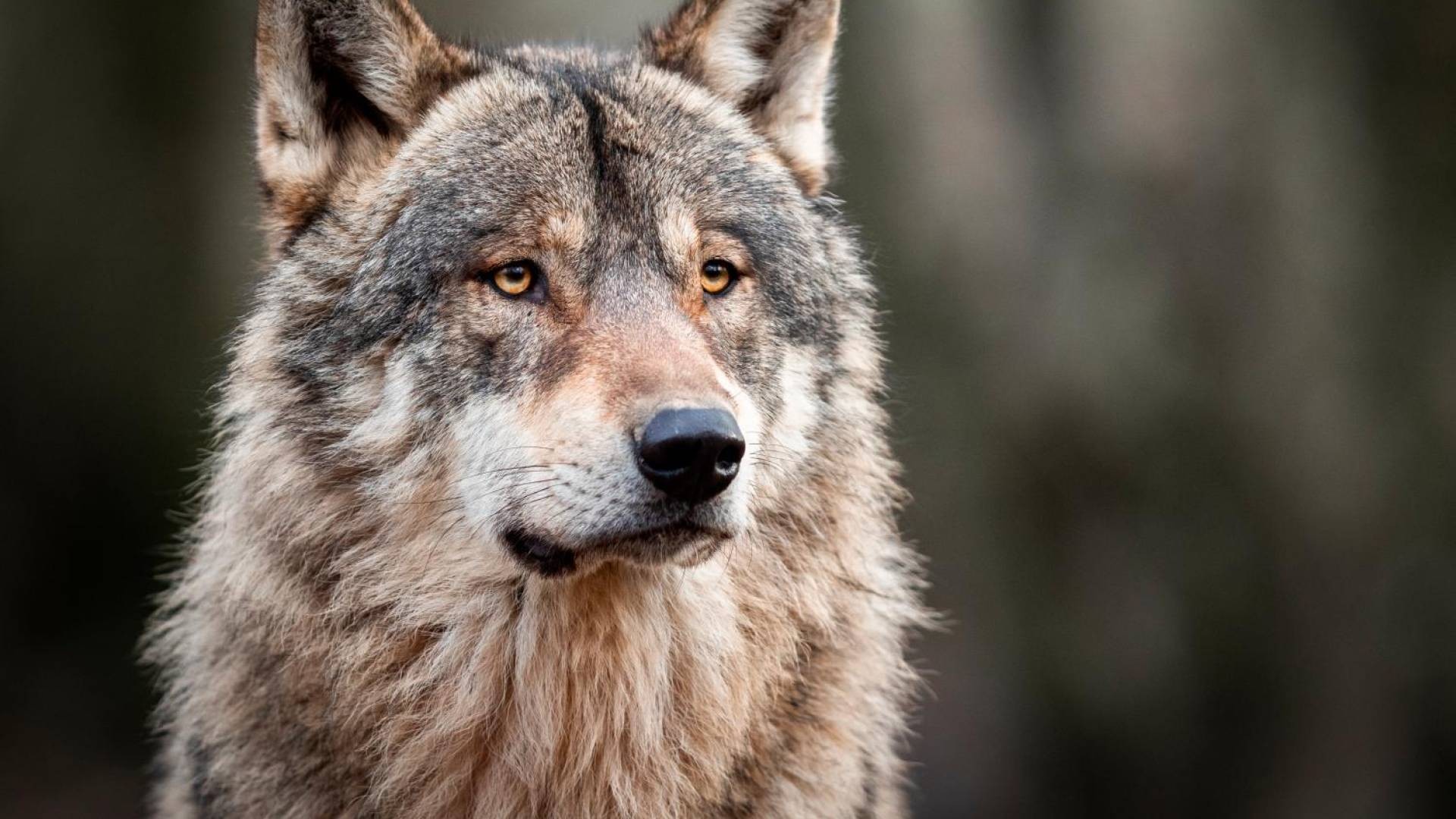 Lupo Abbattuto Nella Valle Di Goms