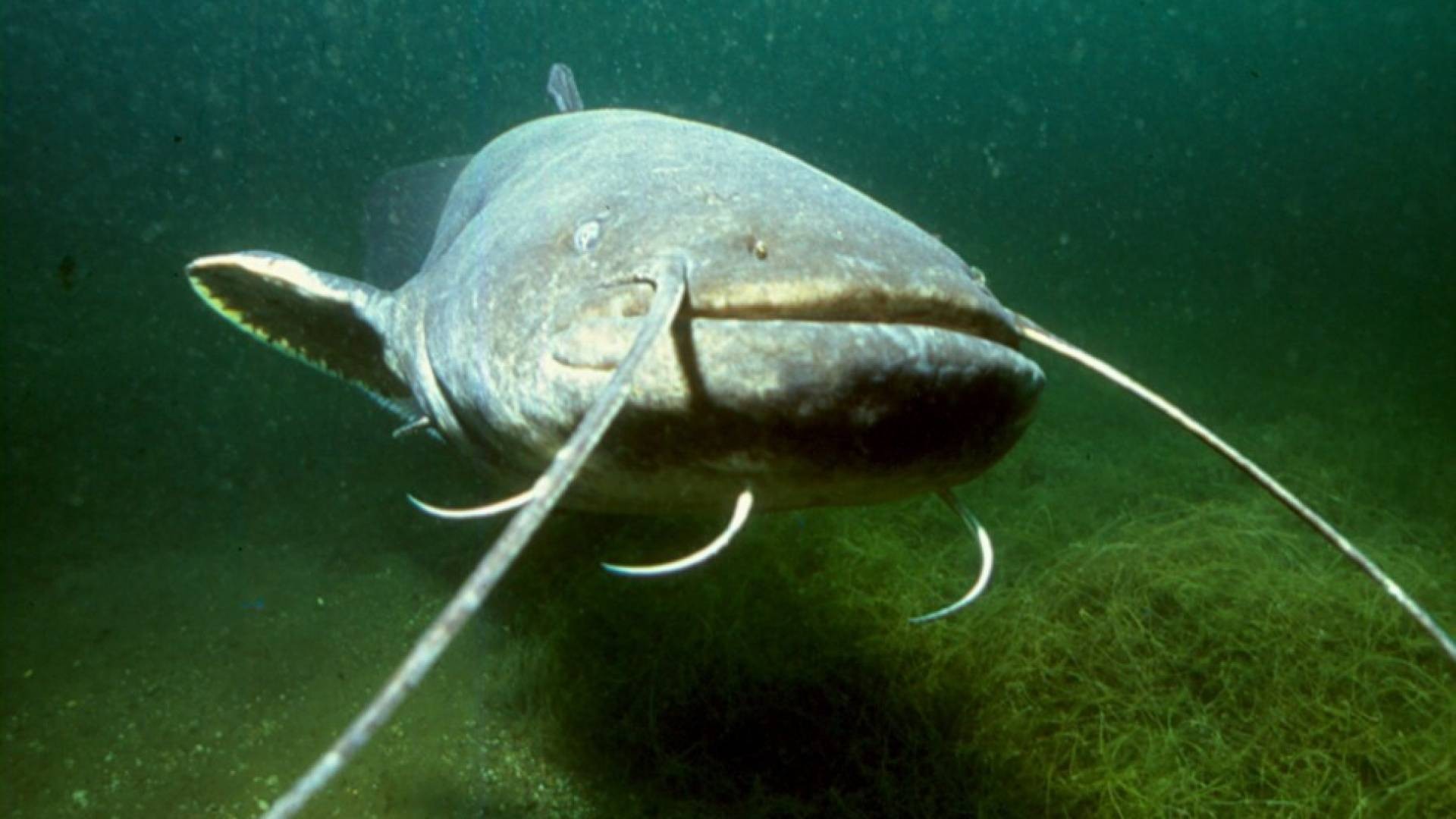 Nel Ceresio si dovrà convivere con il "mostro"