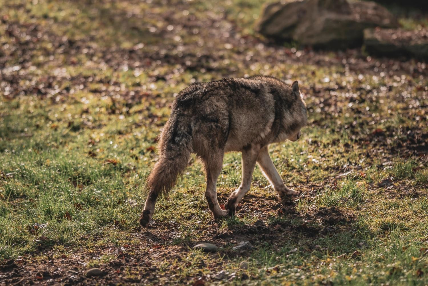 Raddoppiata La Popolazione Di Lupi Nei Grigioni Ora Sono Una Cinquantina