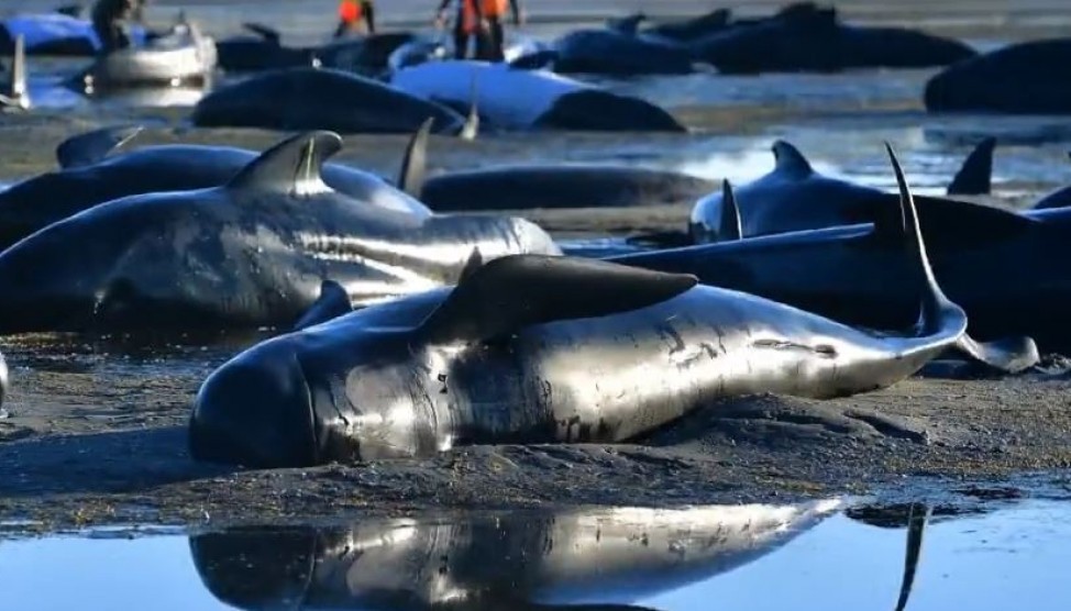 Strage di cetacei su una spiaggia australiana