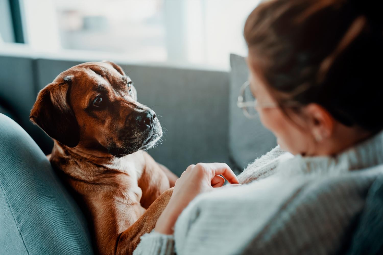 Il Fiuto Di Fido Anticipa Gli Attacchi Epilettici