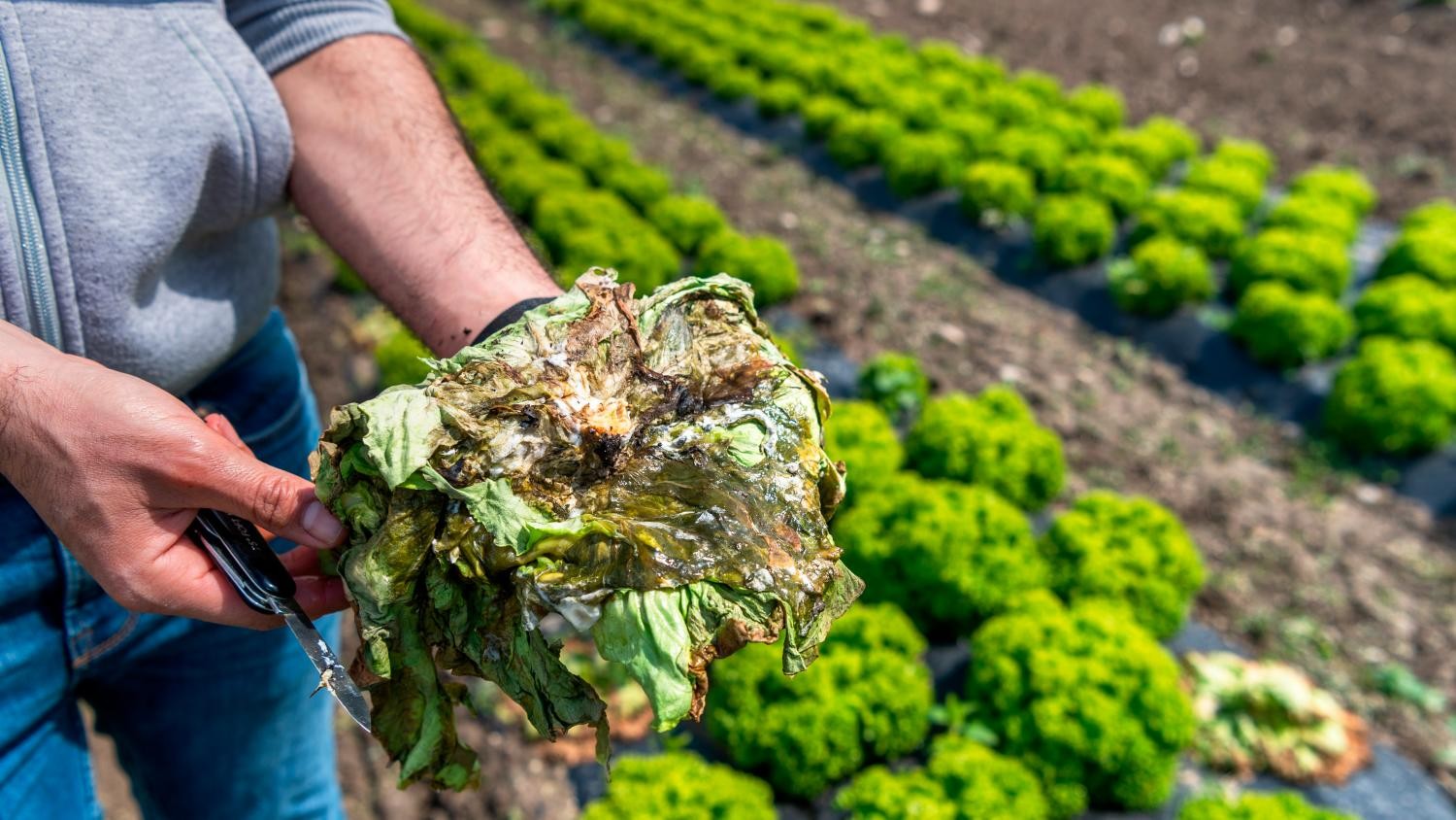 Gelate Di Aprile Fino A 5 Milioni Di Danni